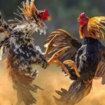 Doa Agar Ayam Menang, Cara Mengisi, Ilmu dan Primbon